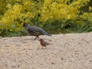 PICTURES/Gambels Quail/t_Quail & Finches3.JPG